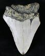 Bargain Megalodon Tooth - North Carolina #21661-2